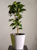 180 000 сум Камелия 😘