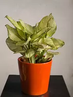 Аглаонема Вайт Джой 😘