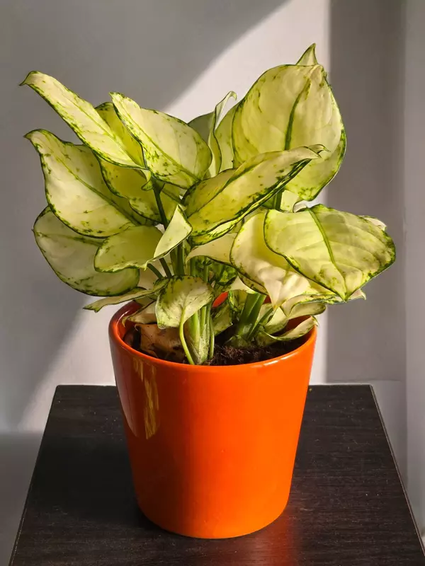 Аглаонема Вайт Джой 😘 - 150 000 сум