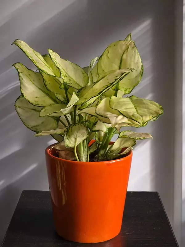 150 000 сум Аглаонема Вайт Джой 😘