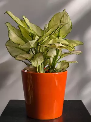 Аглаонема Вайт Джой 😘 Только в розницу