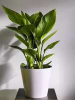 Стрелиция 😘