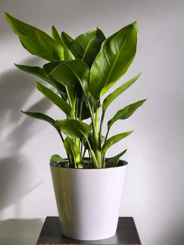 Стрелиция 😘