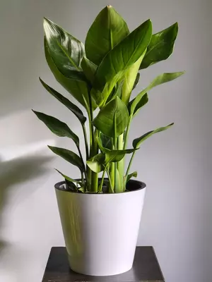 Strelitsiya - 170 000 so'm / dona