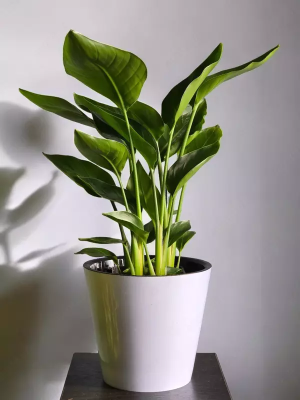 170 000 сум Стрелиция 😘