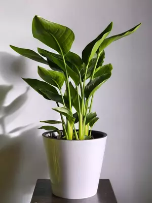 170 000 so'm / dona Strelitsiya