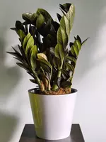 Замиокулькас Блэк 😍