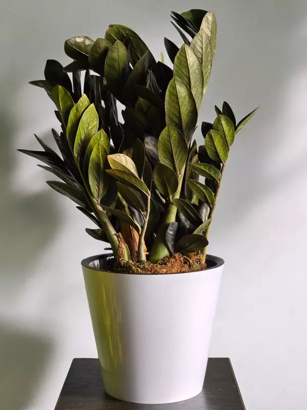 Замиокулькас Блэк 😍