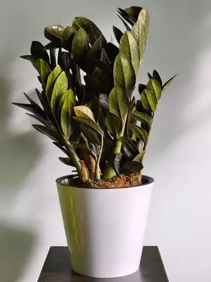 Замиокулькас Блэк 😍