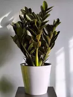 Замиокулькас Блэк 😍 - 190 000 сум