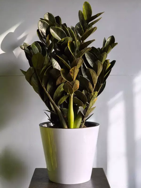 Замиокулькас Блэк 😍 - 190 000 сум