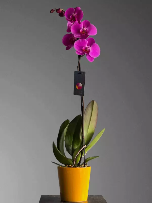 Phalaenopsis orkide navlarini aniqlash boyicha qollanma Phalaenopsis orkide navlarini aniqlash boyicha qollanma