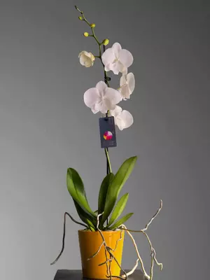 Орхидея Фаленопсис 😚 - 225 000 сум / шт.