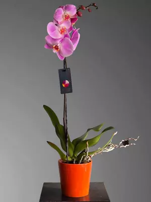 Орхидея Фаленопсис 😚 Только в розницу