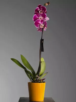 Орхидея Фаленопсис 😚 - Blumen