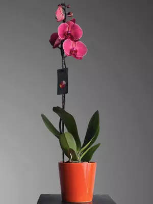 Орхидея Фаленопсис 😚