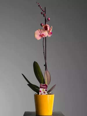 Орхидея Фаленопсис 😚