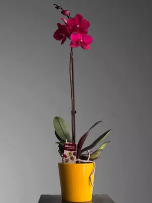 Орхидея Фаленопсис 😚 - 225 000 сум / шт.