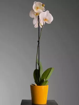 225 000 сум / шт. Орхидея Фаленопсис 😚