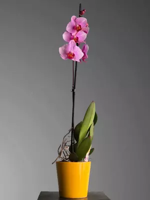 Орхидея Фаленопсис 😚 Только в розницу