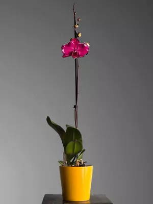 Орхидея Фаленопсис 😚 Blumen