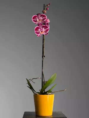 Орхидея Фаленопсис 😚 - Blumen