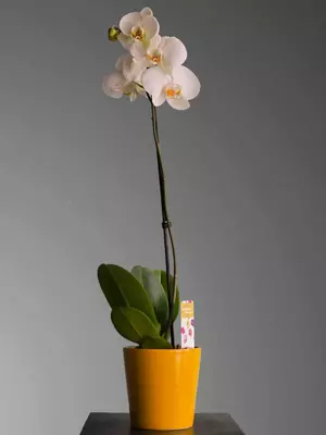 Орхидея Фаленопсис 😚