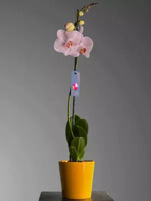 Орхидея Фаленопсис 😚