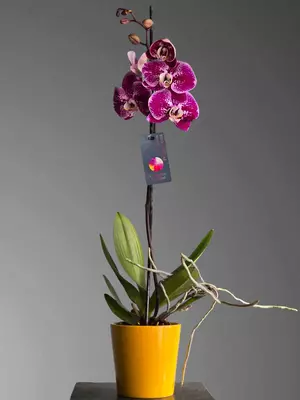 Орхидея Фаленопсис 😚