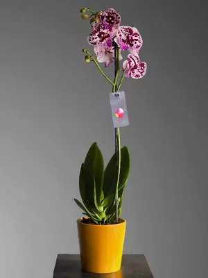 Орхидея Фаленопсис 😚