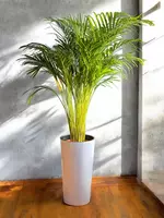 Пальма Дипсис 😊