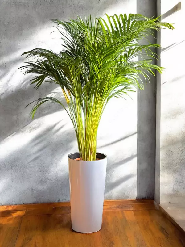 Пальма Дипсис 😊