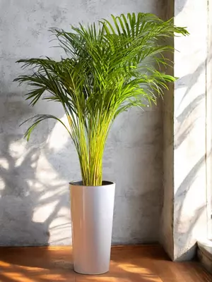 Пальма Дипсис 😊 - 850 000 сум / шт.