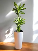 Драцена Чинто 😊 - 850 000 сум