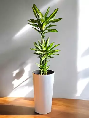 Dratsena Chinto - 850 000 so'm / dona