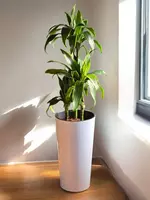 Драцена Артуро 😊