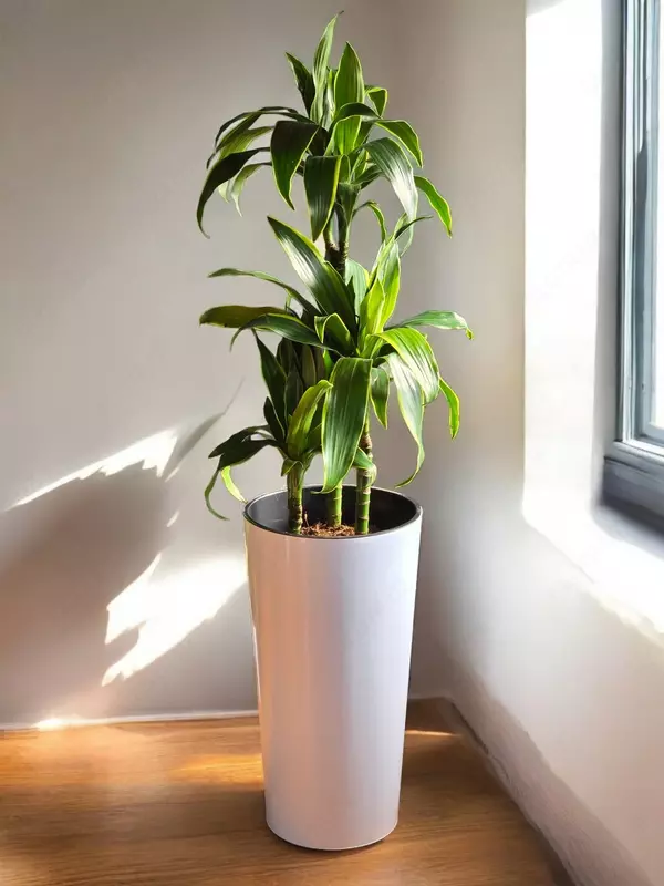 Драцена Артуро 😊