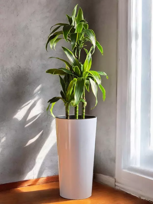 Драцена Артуро 😊 - 850 000 сум