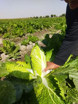 Капуста сорт китано маленкий чимчи