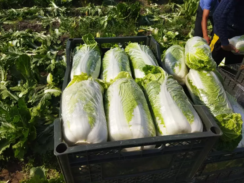 Капуста сорт китано маленкий чимчи - от {0} сум