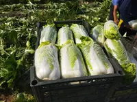 Капуста сорт китано маленкий чимчи - от {0} сум