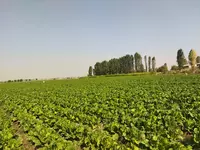 от {0} сум Капуста сорт китано маленкий чимчи