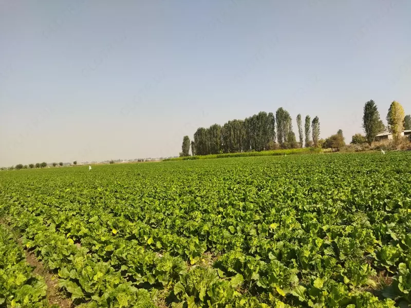 от {0} сум Капуста сорт китано маленкий чимчи