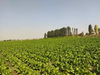 2 000 сум / кг. Капуста сорт китано маленкий чимчи