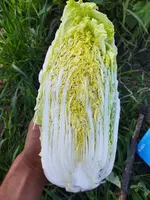 Капуста сорт китано маленкий чимчи Оптом и розница