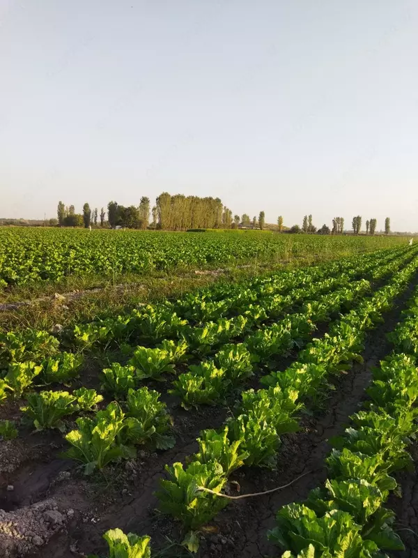 Капуста сорт китано маленкий чимчи Fermer