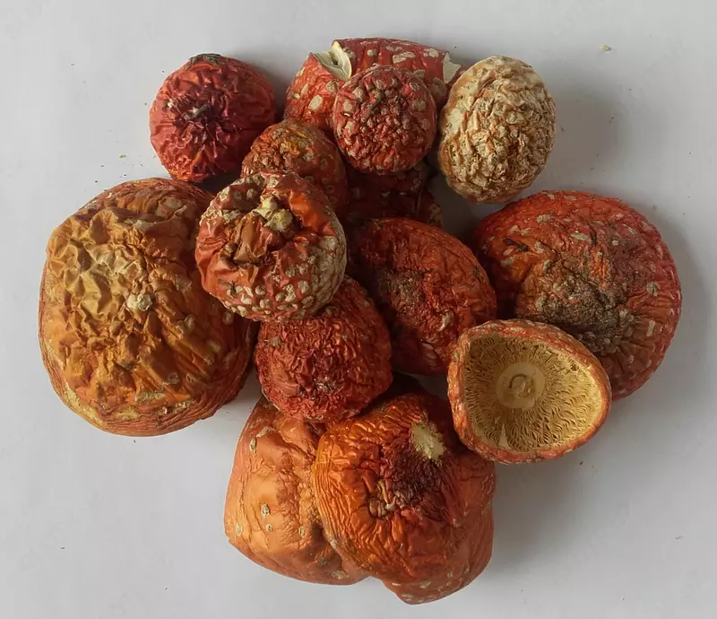 quritilgan chivinli agaric << Amanita Muscaria