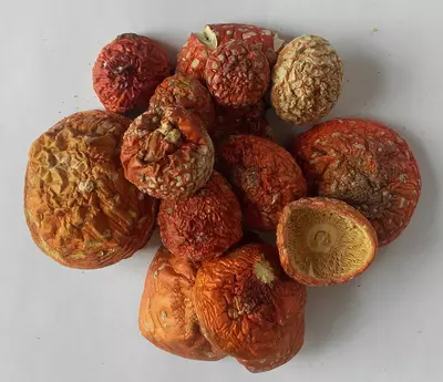 сушеный Мухомор "Amanita Muscaria" Ташкент