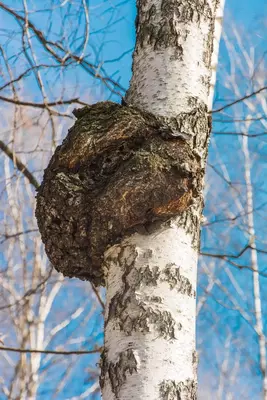 Сушеный Гриб - Чага берёзовая / Чай Только в розницу