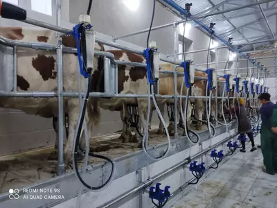 Доильный зал